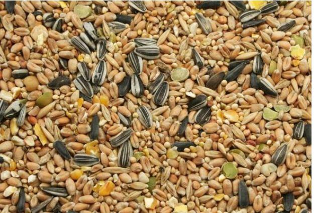Alimento usado normalmente para alimentar pássaros ajuda a melhorar a memória e a facilitar o aprendizado