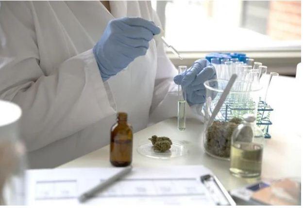 Cannabis: Anvisa aprova primeiro remédio com teor de THC acima de 0,2%