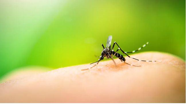 Natal decreta situação de emergência por causa do aumento de casos de dengue, zika e chikungunya
