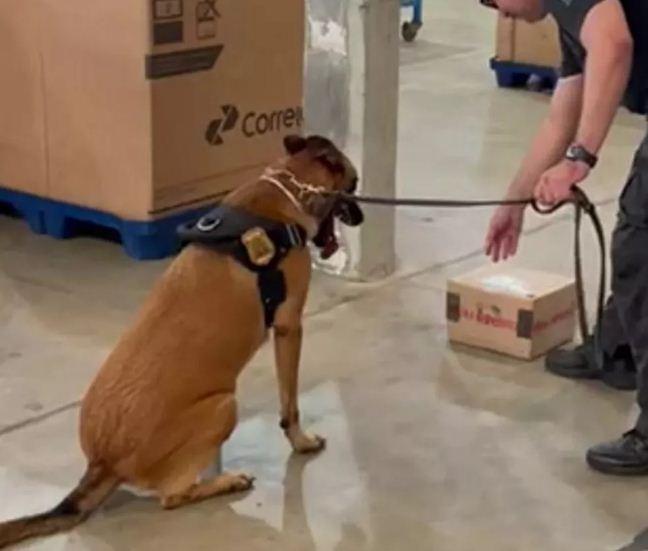 Polícia Federal apreende quase 5 kg de maconha em caixa enviada pelos Correios no RN