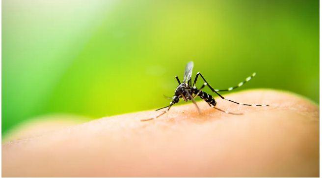 RN registra 10 vezes mais casos de dengue nos 5 primeiros meses de 2022 do que no mesmo período de 2021