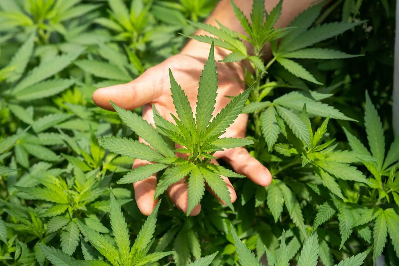 STJ dá salvo-conduto para plantação de maconha com fins medicinais