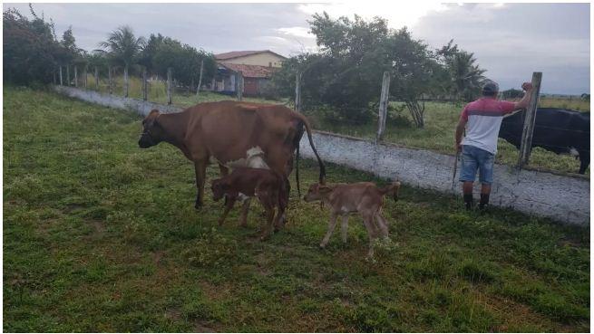 Vaca dá à luz bezerros gêmeos de sexos diferentes no interior de RN