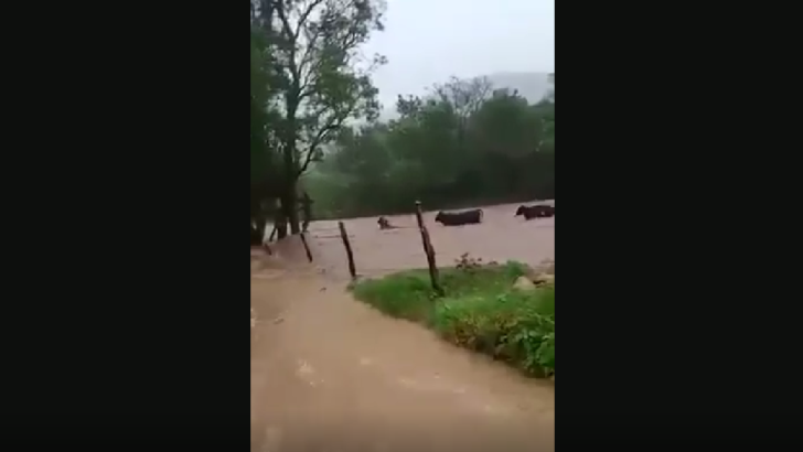 Bois são levados por correnteza em meio a fortes chuvas no interior do RN; veja o vídeo