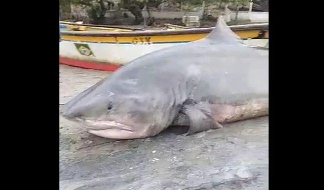 Tubarão-tigre é capturado por pescadores no litoral do RN