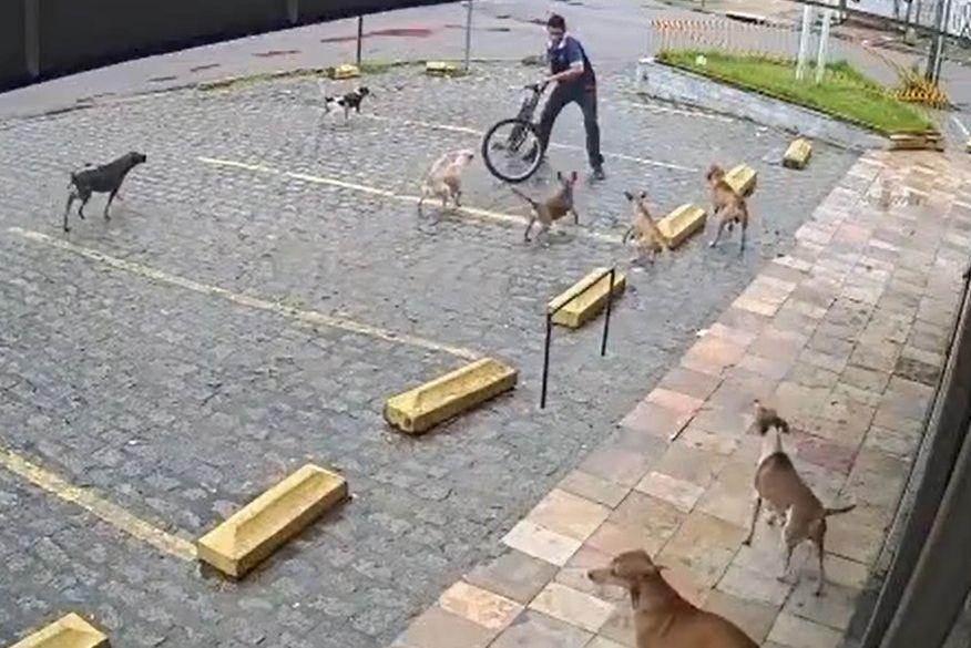 VÍDEO: funcionário de supermercado é cercado por 'gangue' de cachorros, em João Pessoa, e viraliza nas redes sociais