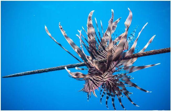 Pescadores encontram peixe-leão no litoral do RN; espécie ameaça biodiversidade local