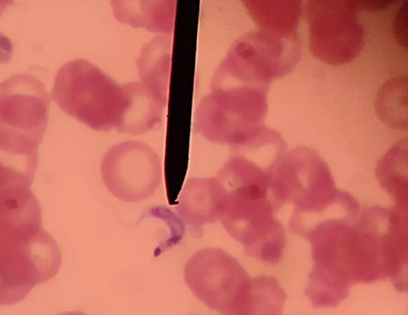 Pesquisa realizada no RN encontra primeiro caso de cavalo infectado com protozoário da Doença de Chagas no Brasil