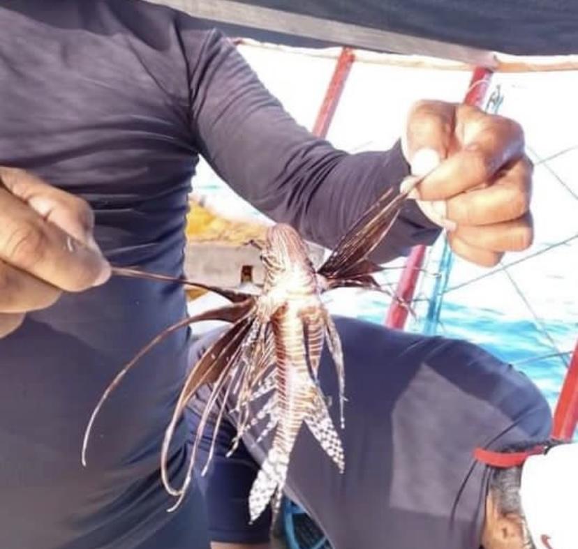 Populares encontram peixe-leão no litoral norte potiguar