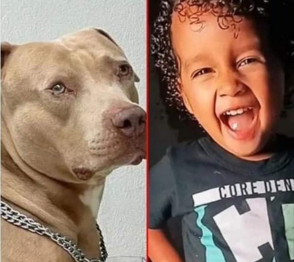Criança de três anos morre após ser atacada por cão da raça pitbull no Nordeste