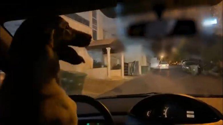 VÍDEO: Homem é preso após colocar cachorro para “dirigir” carro