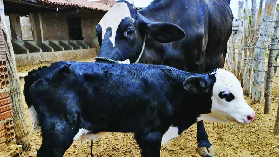 Nasce primeiro bezerro fruto da capacitação em inseminação artificial