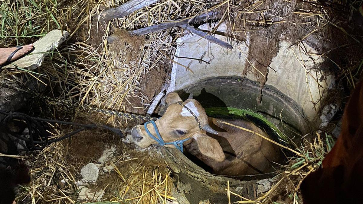 Bombeiros resgatam vaca de 300 kg após animal cair em cacimba em Itapipoca
