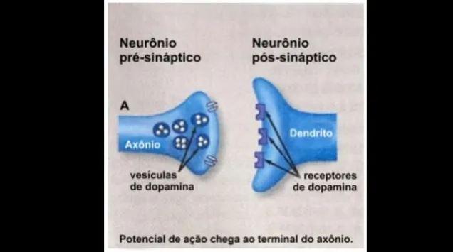 De Boa no Enem: simulado de biologia apresenta questões sobre o sistema nervoso