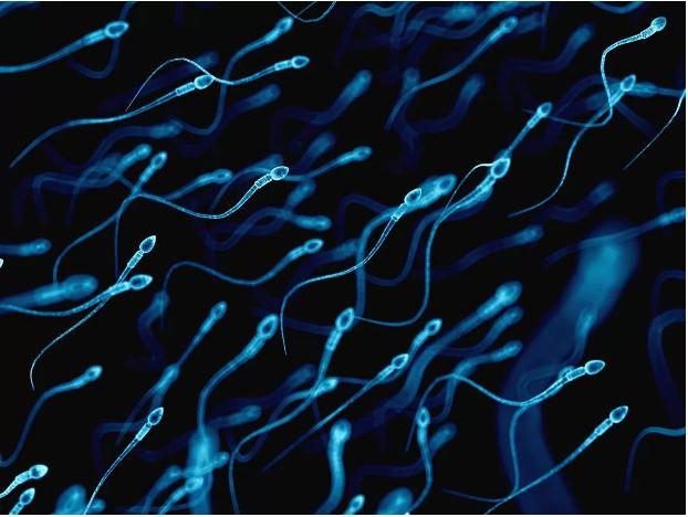 Por que a fertilidade masculina está caindo? Especialistas explicam