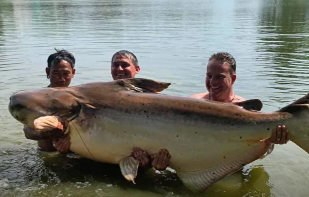 Raro! Britânico pesca bagre-gigante, maior peixe de água doce do mundo, de 200 kg