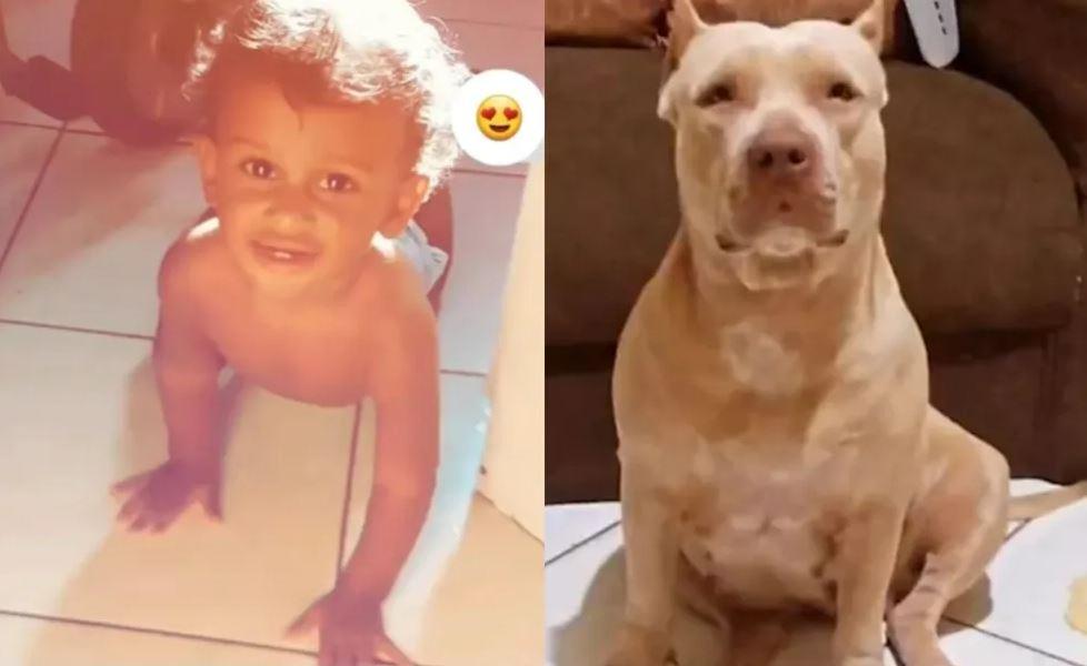 Bebê de dez meses morre após ser atacado por pitbull da avó em Codó