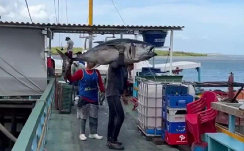 Pescadores capturam peixe com mais de 100 kg na Costa Branca potiguar;