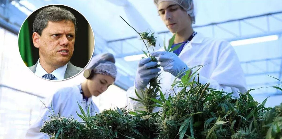 Tarcísio sanciona lei que garante o fornecimento gratuito de remédios à base da cannabis em SP