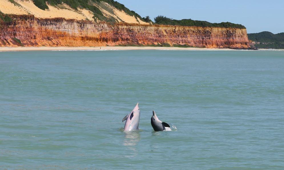 Baía dos Golfinhos e Genipabu estão entre as 10 praias mais bonitas da América do Sul