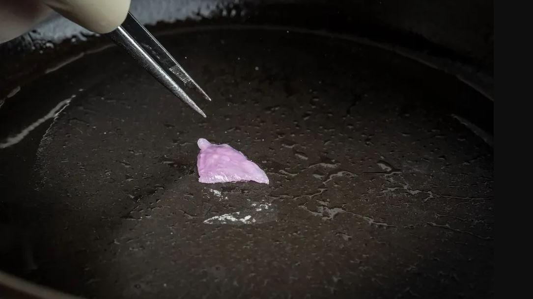 Pesquisadores da UFMG criam carne de frango em laboratório; projeto pretende produzir carne sem sofrimento animal