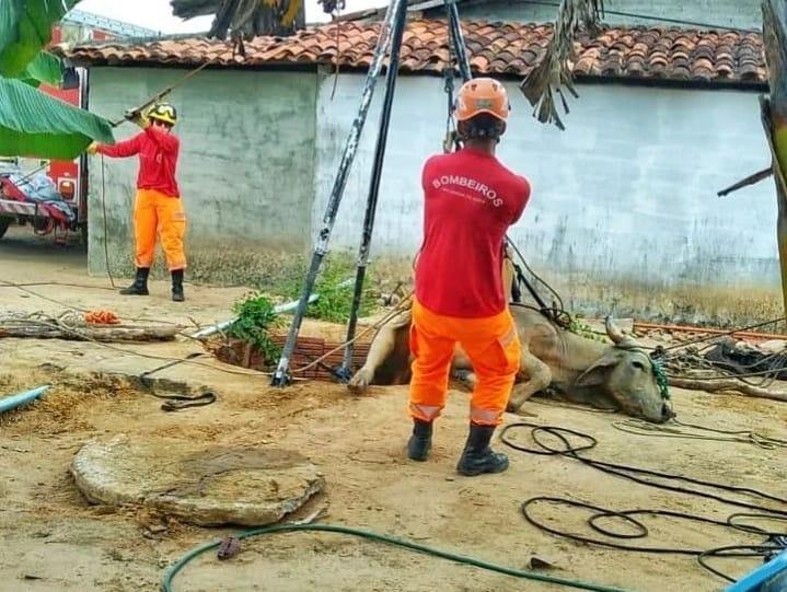 Bombeiros resgatam garrote que caiu em fossa na Grande Natal