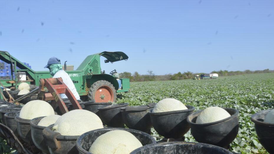 Setor agro define nova linha de exportação da safra 22/23 para a Europa