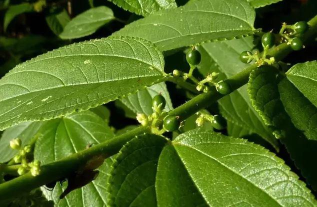 Além da maconha: estudo mostra que arbusto brasileiro tem canabidiol