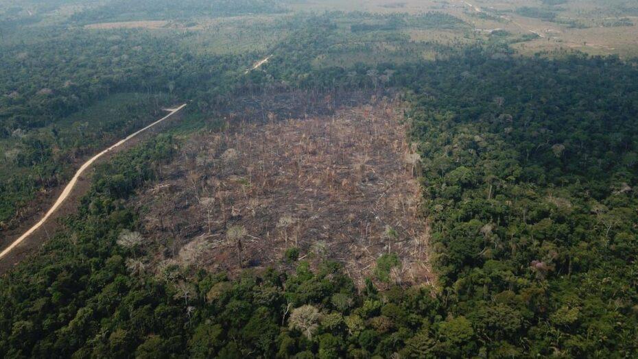 Brasil desmatou 5.200 campos de futebol por dia em 2022, diz relatório