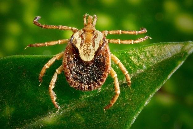 Febre maculosa matou 4 em cada 10 pacientes no Brasil em 2022; saiba como se proteger