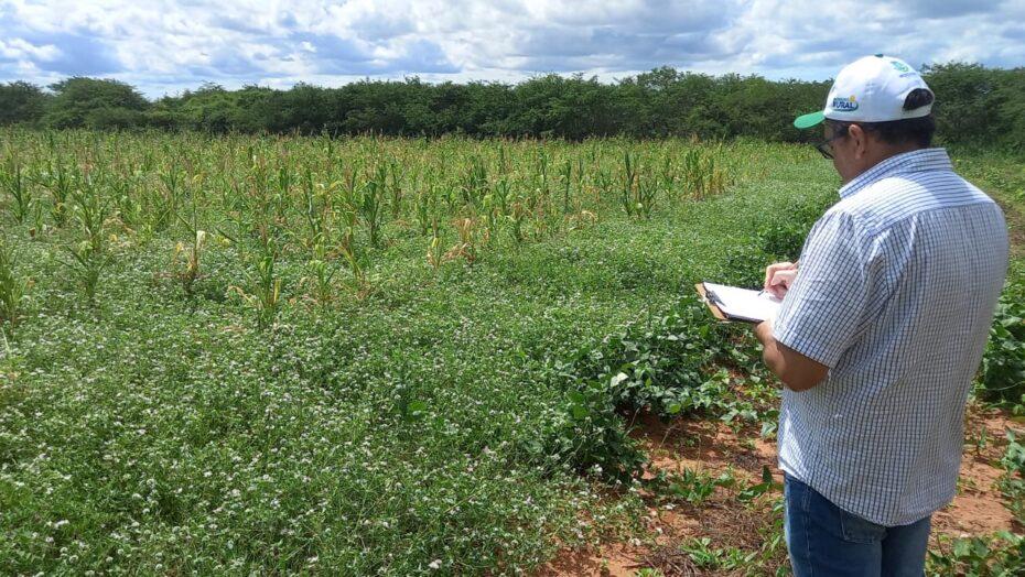 Garantia Safra: Prefeitura de Mossoró faz verificação de plantio e colheita