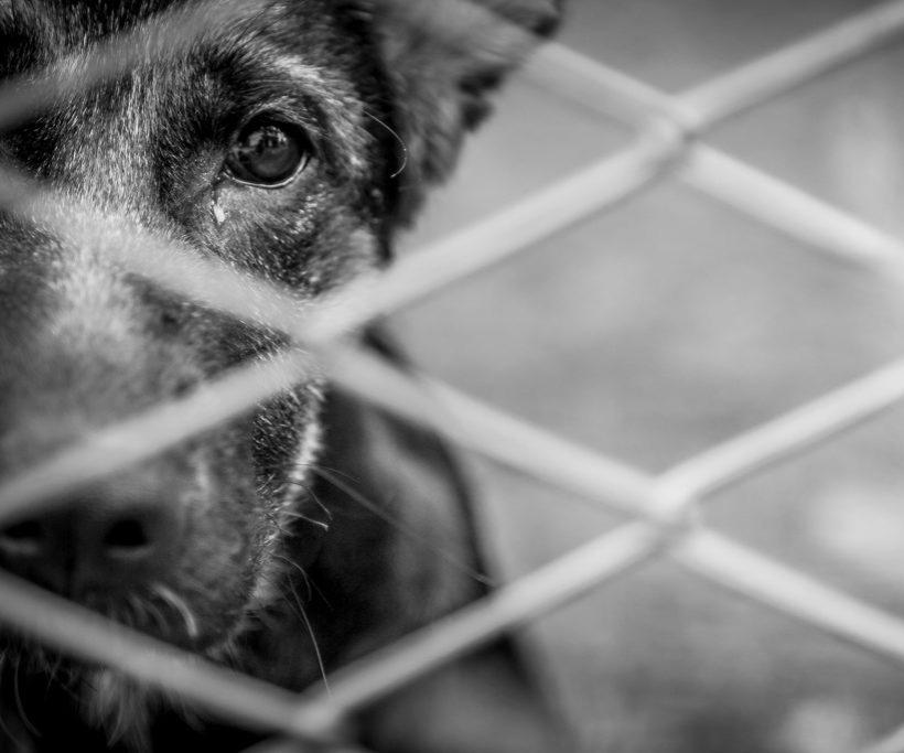 Homem é preso por matar cachorro com facão na Grande Natal