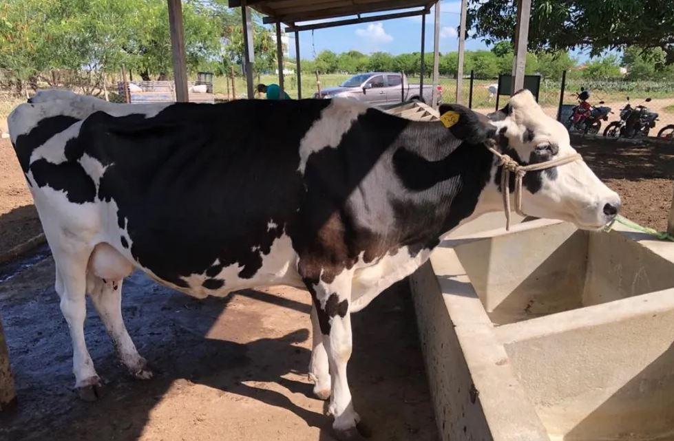 Universidade Rural leiloa 18 animais no RN; lances a partir de R$ 750