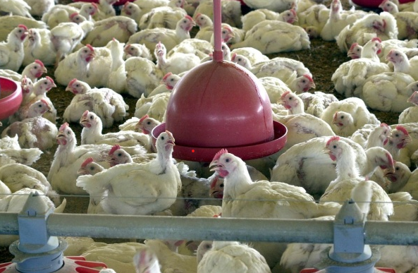 Gripe aviária: Pasta da Agricultura confirma suspensão de importação de frango de SC pelo Japão