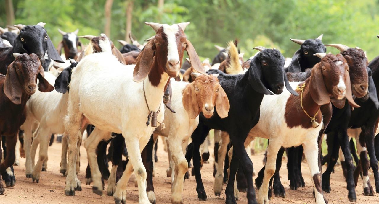 23ª Festa do Bode reúne produtores e 1.000 animais em Mossoró neste fim de semana