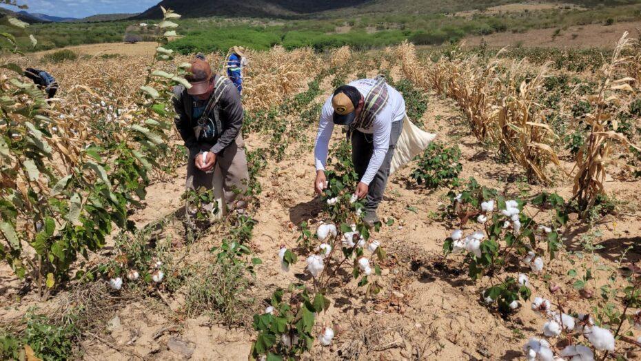 Começa a colheita do algodão agroecológico no Estado