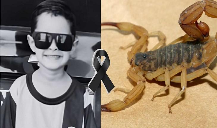 Menino de 5 anos morre após ser picado por escorpião quando mãe o arrumava para a escola; ele estava no sapato