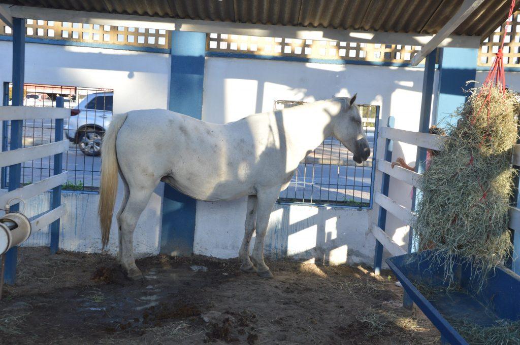 Sesap confirma caso suspeito de mormo em paciente potiguar