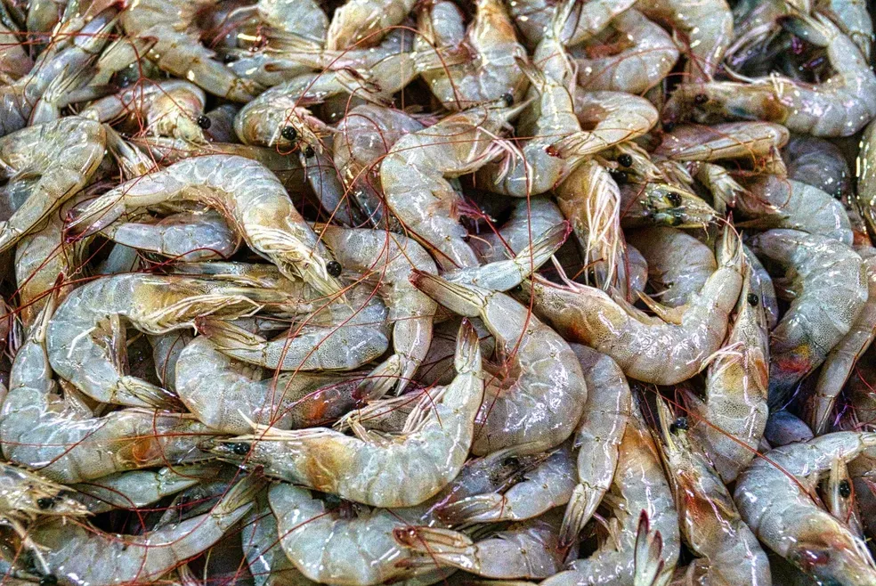 RN registra primeira queda na produção de camarão em 6 anos, aponta IBGE