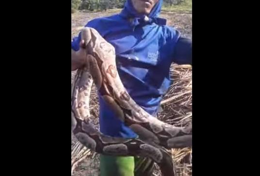 VÍDEO: cortador de cana captura jiboia na Paraíba e reação viraliza nas redes sociais