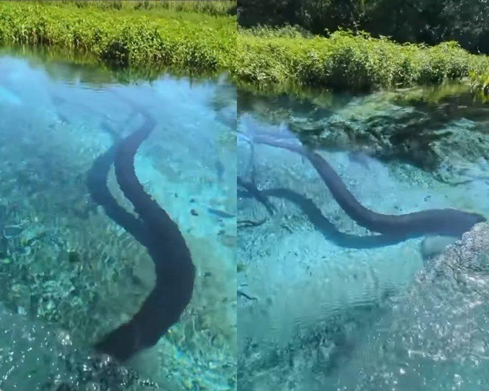 VÍDEO: sucuri de 6 metros aparece em rio de água cristalina e surpreende turistas durante passeio de barco