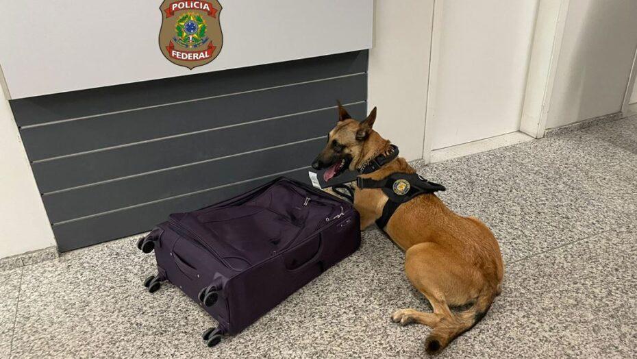 Aeroporto Aluízio Alves: PF prende brasileiros que traficavam cocaína para a Europa