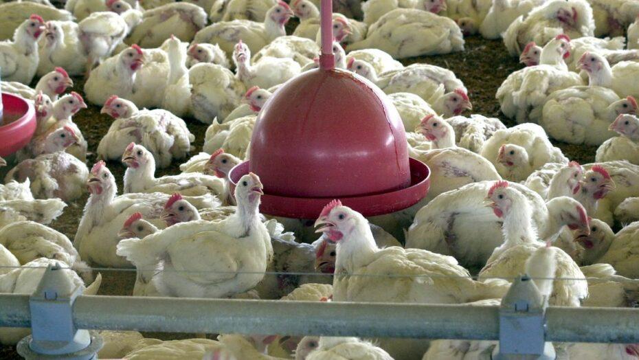 Argélia abre mercado para carne de frango do Brasil, diz Itamaraty