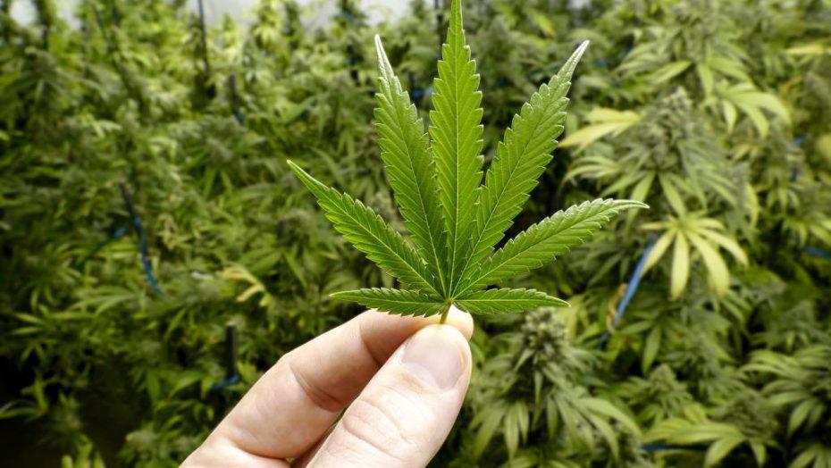Extrato de Cannabis sativa pode combater proliferação do Aedes Aegypti, revela pesquisa