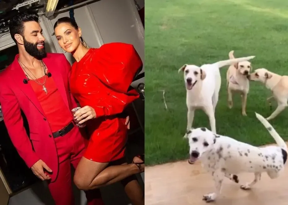 Gusttavo Lima e Andressa Suita adotam 5 cachorros abandonados em rua; VÍDEO