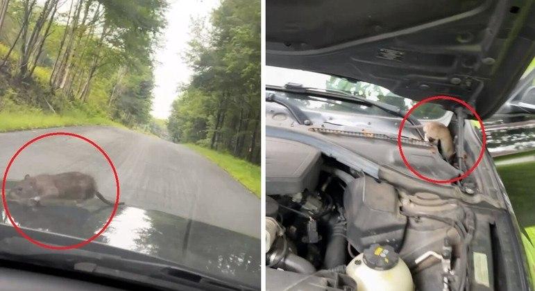 Rato pega carona em carro por três horas, se recusa a ir embora e motorista pede: 'Não coma os fios'