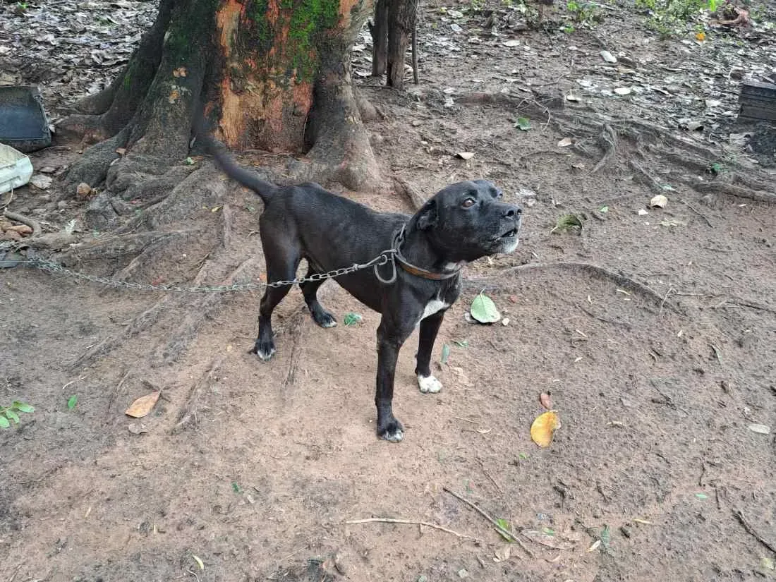 Tutor deixa cão preso, sem água e comida: “Me arrependi de ter pego”