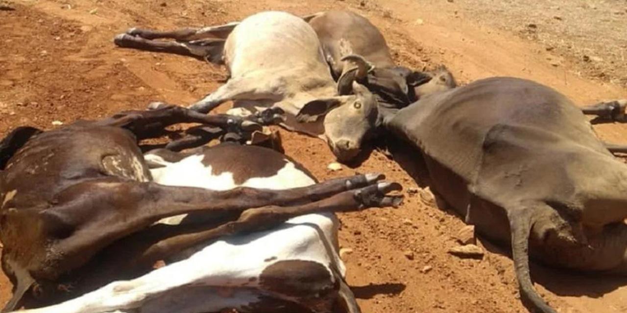 Idiarn investiga morte de 35 animais na região do Seridó