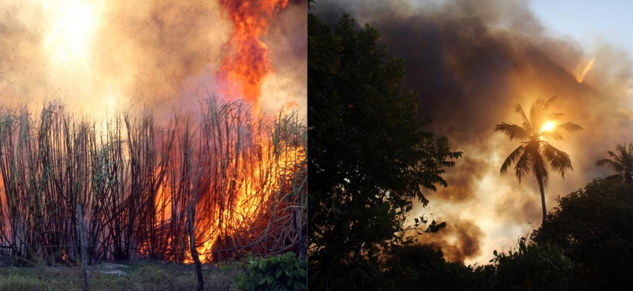 Incêndio de grandes proporções assola Canavial em Senador Georgino Avelino