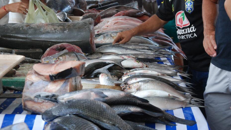 Exportação de pescado no RN aumenta mas tem potencial para crescer mais, diz Sindipesca